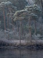 Winter in Oisterwijk