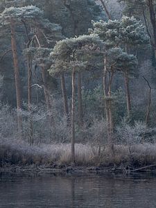 Winter in Oisterwijk von Robin Gooijers | Fotografie