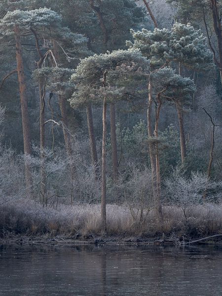 Winter in Oisterwijk van Robin Gooijers | Fotografie