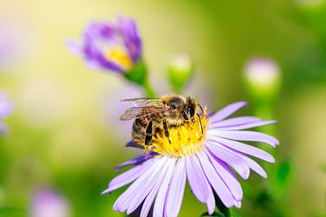 Bij op een Aster bloem