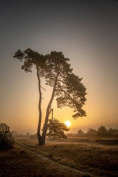 Striking tree on the Aekingerzand near Appelscha by KB Design & Photography (Karen Brouwer)