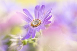 Pericallis by Janny Kleijn