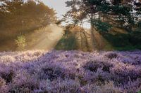 Purple Heather and Forest Sunbeams