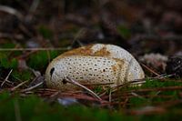 Kartoffelbovist zwischen den Zweigen