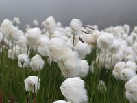 cotton grass Iceland