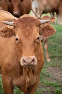 Vache rouge-brun dans le pré sur whmpictures .com