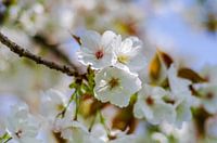 Blossom