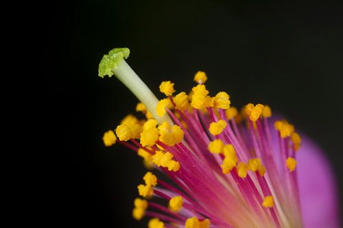 Meeldraden & stamper - modern minimalisme bloemen