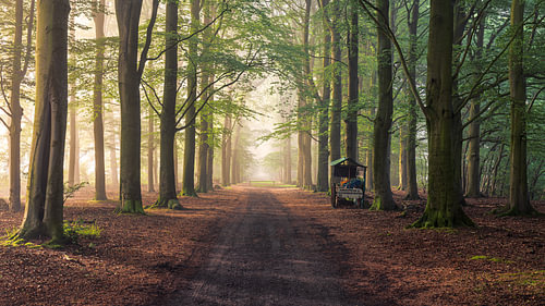 Das frühe Morgenlicht auf der Boslaan in Slochteren in der Provinz Groningen