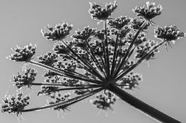 hogweed by Hilda van den Burgt