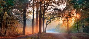 Wald-Panorama