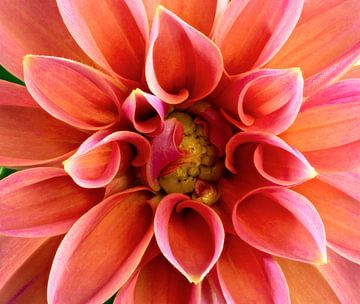 Macro van een Dahlia bloem