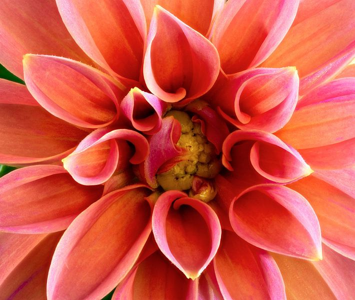 Macro of a dahlia flower by ManfredFotos