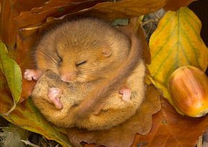 Cute Dormouse (Muscardinus avellanarius) hibernating sur AGAMI Photo Agency