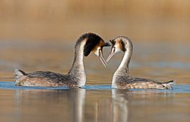Love birds by Menno Schaefer