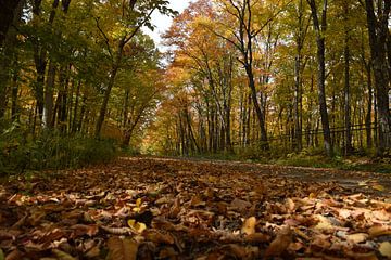 A country road in autumn by Claude Laprise