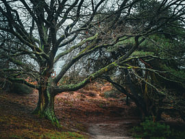 nature capricieuse sur snippefotografie