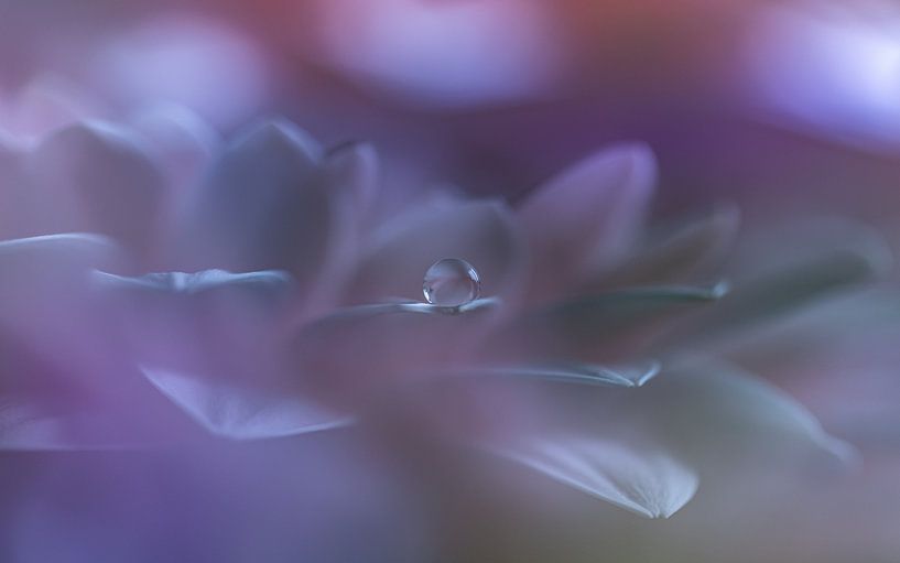 Gerbera by Carolina Roepers