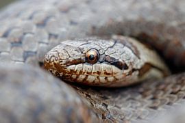 Eye on you by Antoine Deleij