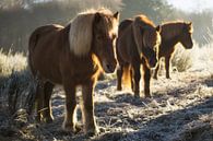 Paarden op de Posbank von Martin Podt Miniaturansicht