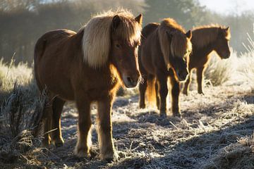 Paarden op de Posbank van Martin Podt