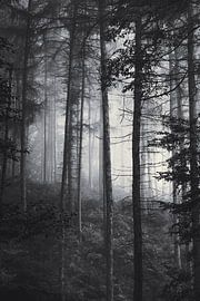 Soft light in the misty autumn forest by Dirk Wüstenhagen
