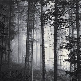 Zacht licht in het mistige herfstbos van Dirk Wüstenhagen