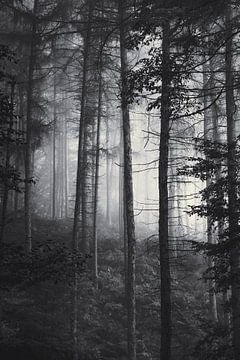 Soft light in the misty autumn forest by Dirk Wüstenhagen