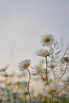 Tanzende Gänseblümchen von Jisca Lucia