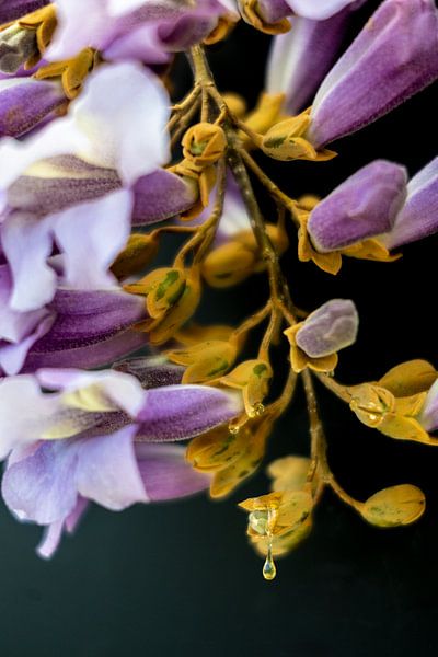 Blossom of the Anna Paulowna tree with a drop of honey by Theo Fokker