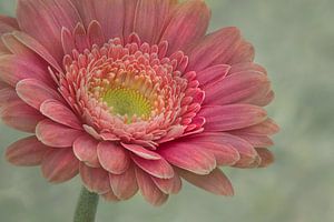 Gerbera by eric van der eijk