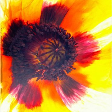BERLIJN Bloemen - knallend van Bernd Hoyen