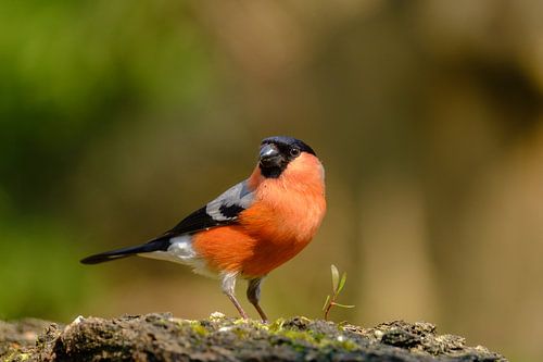 Bullfinch