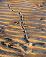The path taken by a lonely snail on the beach