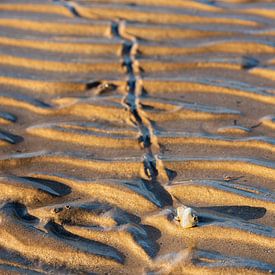 Le parcours d'un escargot solitaire sur la plage sur Esmay Vermeulen