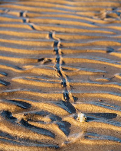 Het afgelegde pad van een eenzame slak op het strand van Esmay Vermeulen