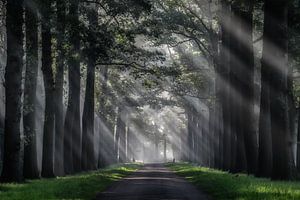 Harpe de lumière...