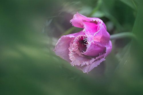 Rafeltulp roze