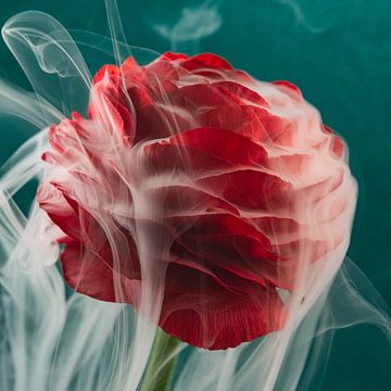 Anmutiger weißer Rauch umhüllt die rote Blume von Marjolijn van den Berg