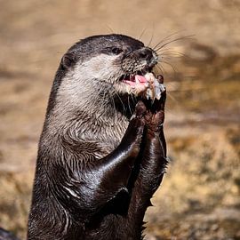 Asian Clay Digger by Beeld Creaties Ed Steenhoek | Photography and Artificial Images