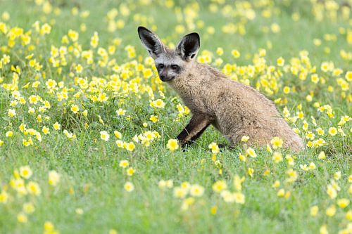 Bat-eared fox in yellow by Andius Teijgeler
