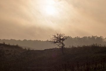 Een prachtige ochtend zon van Selwyn Smeets - SaSmeets Photography