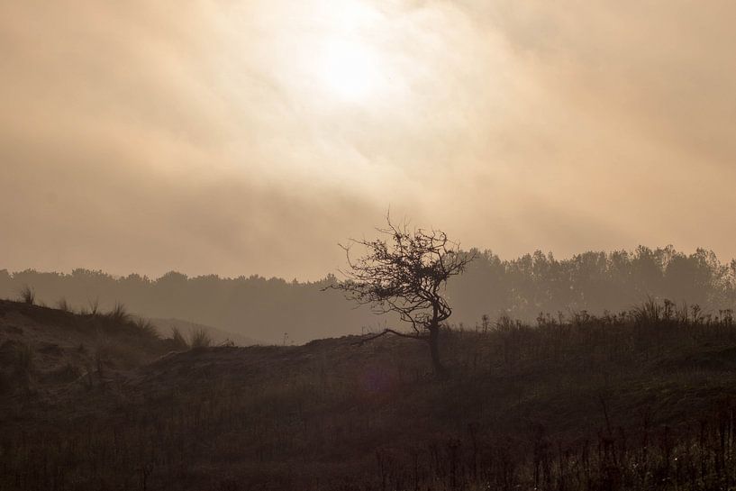 Un beau soleil matinal par Selwyn Smeets - SaSmeets Photography