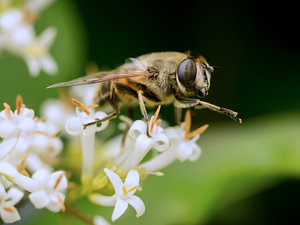 Bij op witte bloemen 