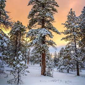 Photographie d'un coucher de soleil hivernal dans une forêt - Photo de la nature dans un parc national sur Daniel Forster