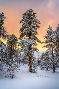 Photographie d'un coucher de soleil hivernal dans une forêt - Photo de la nature dans un parc national