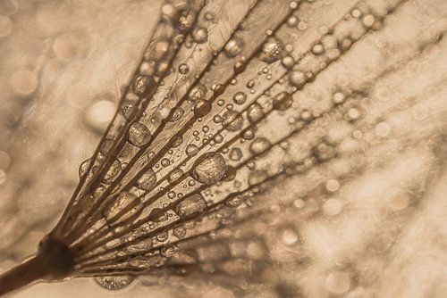 Abstracte bruintinten: Lijnen en druppels verdwijnen in de achtergrond