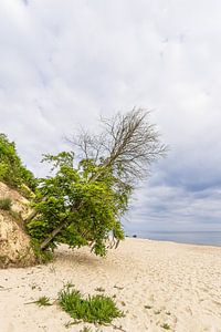 Baum am Strand von Bansin auf der Insel Usedom