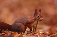 Eichhörnchen mit einer Erdnuss von LHJB Photography Miniaturansicht