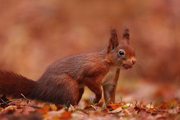 Squirrel with a peanut